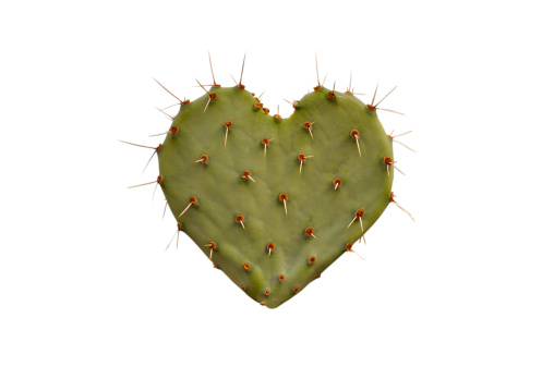 Heart-shaped Cactus section, isolated on white background