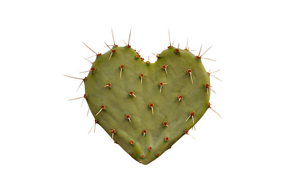 Cactus Heart Heart-shaped Cactus section, isolated on white background heart and thorns stock pictures, royalty-free photos & images