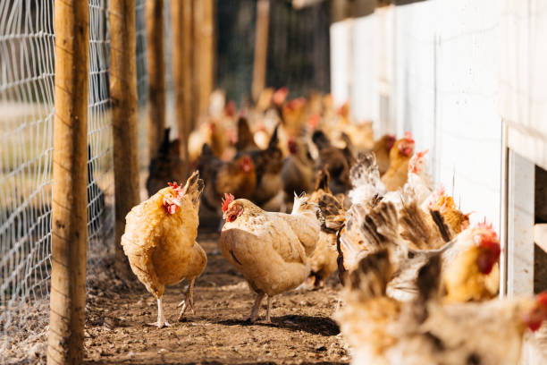 istock Hens in paddock in farm in daytime 1869505402