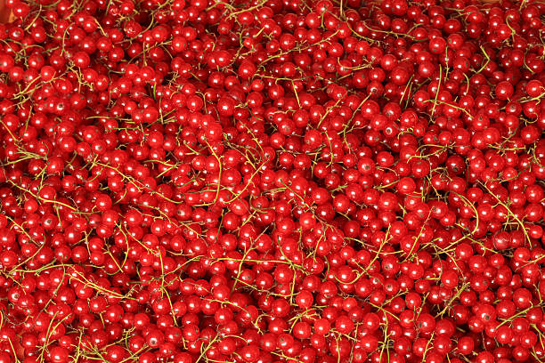 redcurrant harvested redcurrant harvested in late summer assiduity stock pictures, royalty-free photos & images