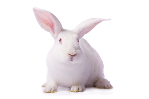 Timid albino rabbit isolated on white background