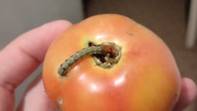 Man is holding in hand a tomato with a large worm. Wormy tomato.