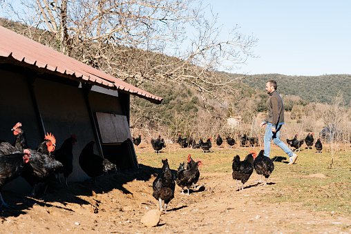 Flock of domestic black chickens feeding on ground while gathered near barn in countryside with dry tree and forest and farmer on the background