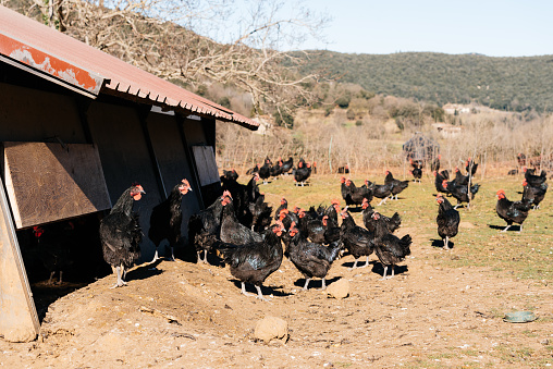 Flock of domestic black chickens feeding on ground while gathered near pen house poultry in countryside with dry tree and forest on sunny day