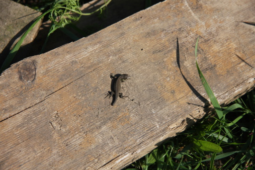 baby lizard on a wooden board
