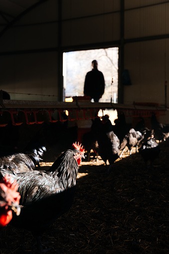 Male silhouette standing in doorway of dark coop behind group of black chickens in daylight
