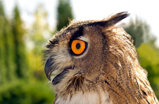 Evil eyes eagle owl bubo bubo