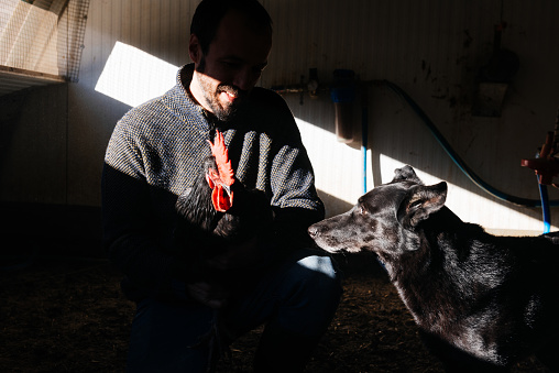 Farmer sitting with black chicken on hands and black dog by his side in dark coop in sunlight in countryside