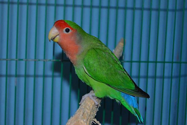 istock rosy-faced lovebird 186951627