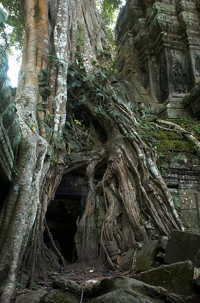 Ancient Khmer Architecture. Temple with giant Banyan Tree at Angkor Wat Complex, Siem Reap, Cambodia, Asia