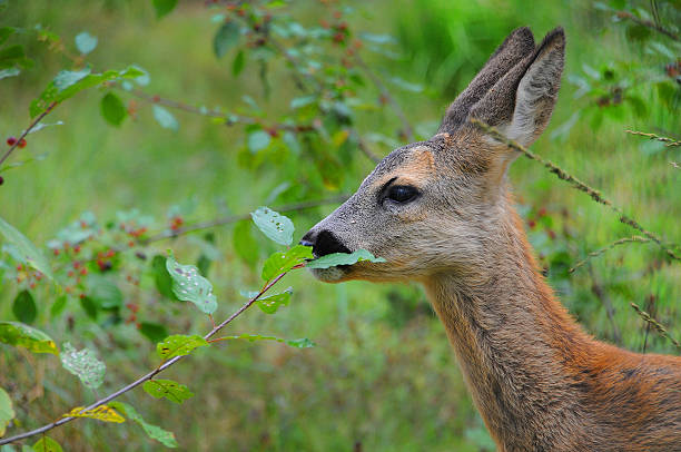 istock Portrait of roe deer 186951852