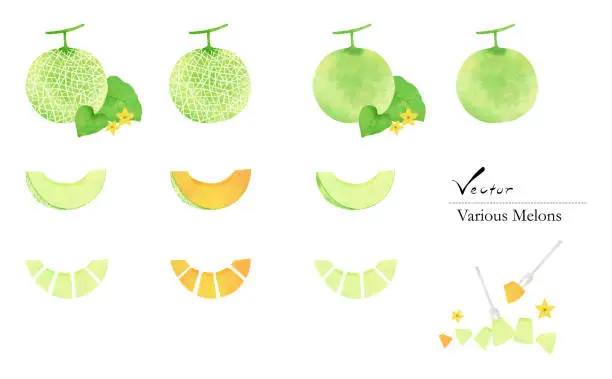 Vector illustration of Various  watercolor illustration set of melons.Vectorized.