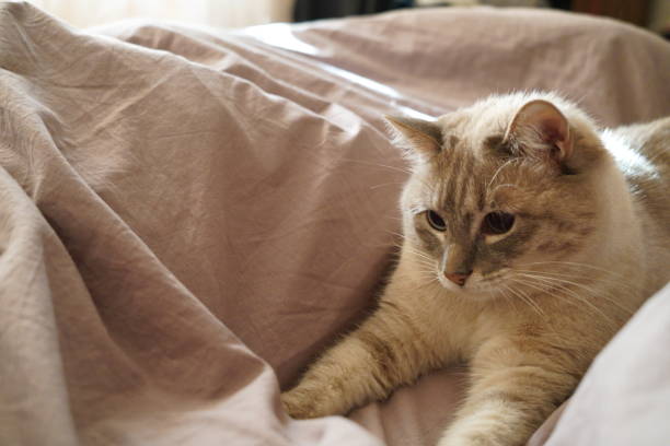 istock Front view of a cute beautiful Siamese breed cat on a classic brown blanket 1869530245