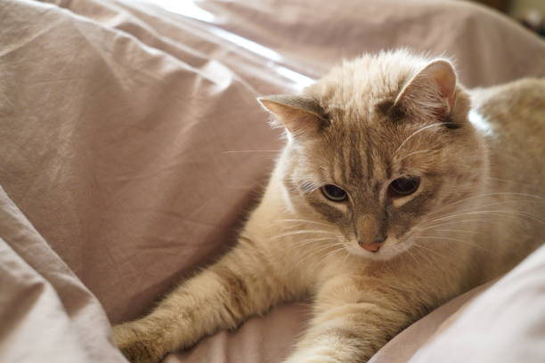 istock Front view of a cute beautiful Siamese breed cat on a classic brown blanket 1869531801
