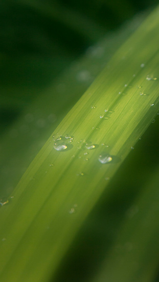 Water drops in grass leaves