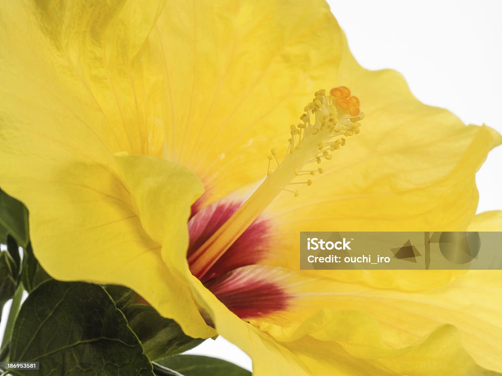 hibiscus amarillo brillante - Foto de stock de Amarillo - Color libre de derechos