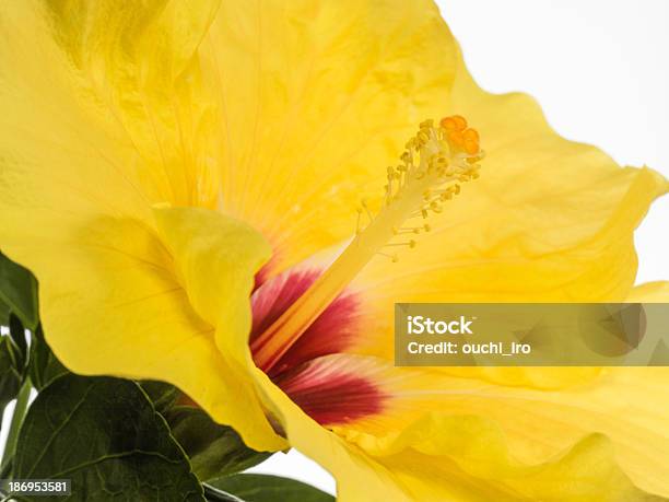 Hibiscus Amarillo Brillante Foto de stock y más banco de imágenes de Amarillo - Color - Amarillo - Color, Cabeza de flor, Clima tropical
