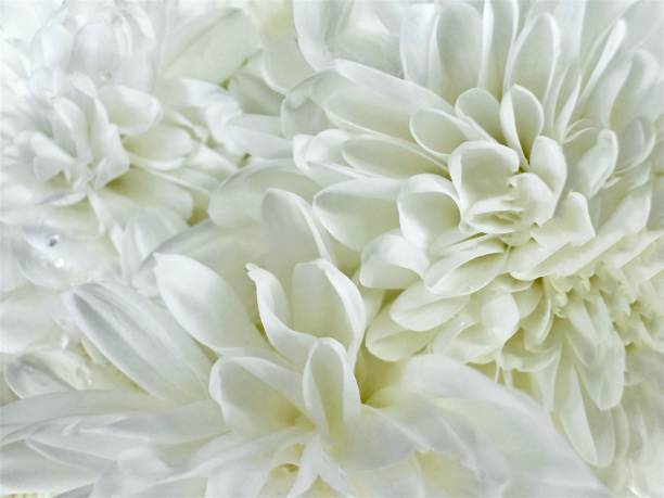 Macro image of a beautiful white hydrangea flower