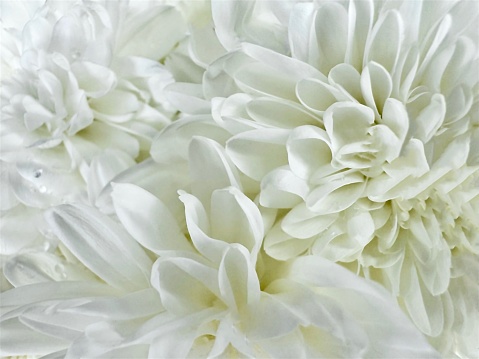Close up chrysanthemum,carnation petals, white flower isolated reflected light