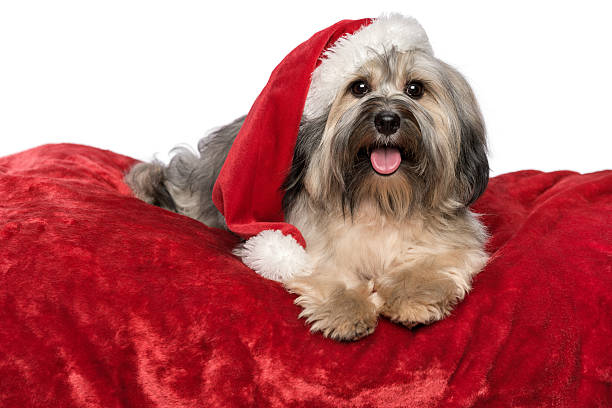 istock Cute Christmas dog with Santa hat on a red blanket 186954398