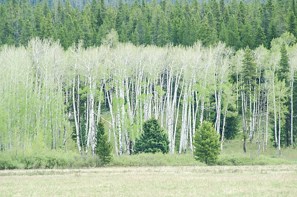 Summer Aspens Summer aspens are light green in Teton National Park aspen tree grove tree stand stock pictures, royalty-free photos & images