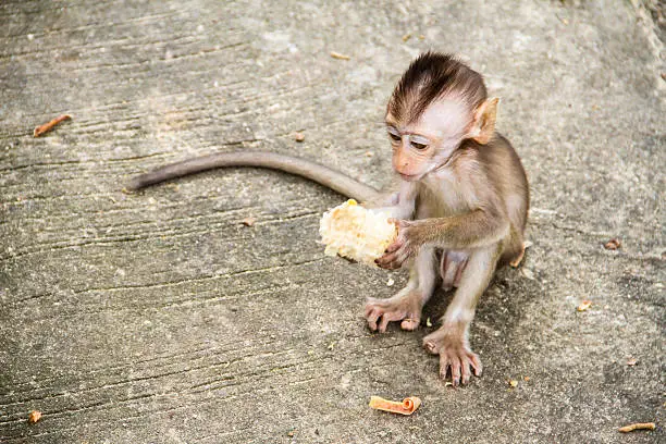 Photo of baby monkey eating