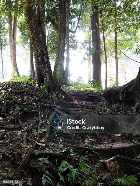 Raiz De Perene De - Fotografias de stock e mais imagens de Amontoar - Amontoar, Ao Ar Livre, Botânica - Ciência de plantas