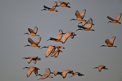 flight of sacred ibises with dawn light