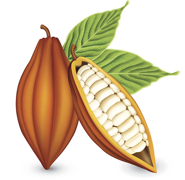 Cocoa Fruit vector art illustration