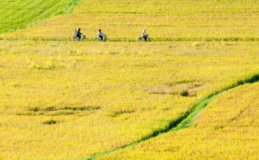 Farmers go to work by bicycle, the field in the early morning. Mekong Delta, An Giang Province, Vietnam