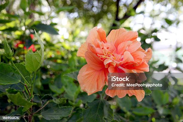 Foto de Orange Hibiscos No Quintal e mais fotos de stock de Beleza - Beleza, Beleza natural - Natureza, Brilhante - Luminosidade