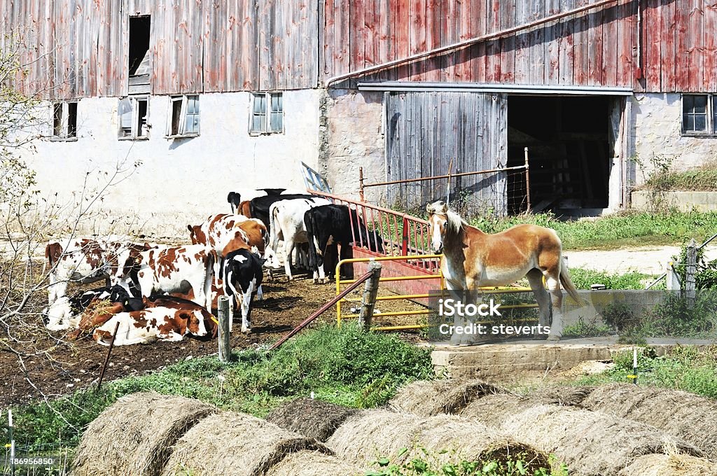 Cavallo e mucca - Foto stock royalty-free di Agricoltura