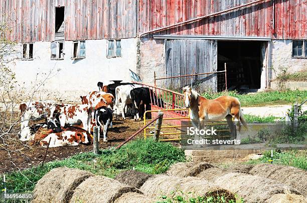 Cavallo E Mucca - Fotografie stock e altre immagini di Agricoltura - Agricoltura, Ambientazione esterna, Animale