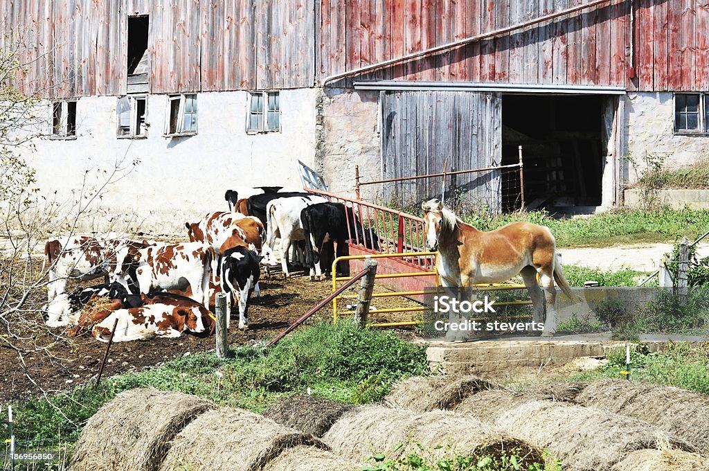 Cavalos e vacas - Royalty-free Agricultura Foto de stock