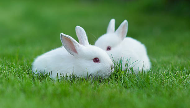 istock Funny baby white rabbits in grass 186956852