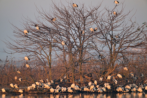 Large group of sacred ibises at dawn