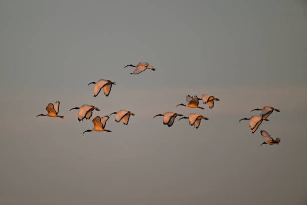 istock flight of sacred ibises with dawn light 1869569124