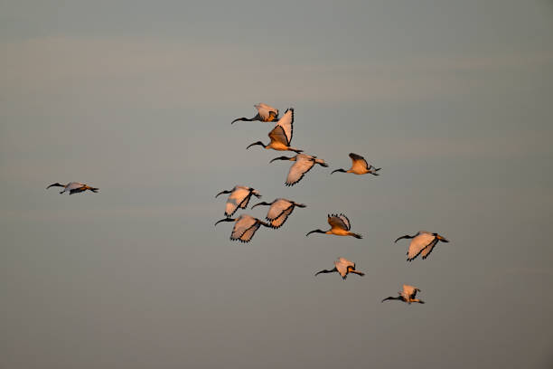 istock flight of sacred ibises with dawn light 1869569138