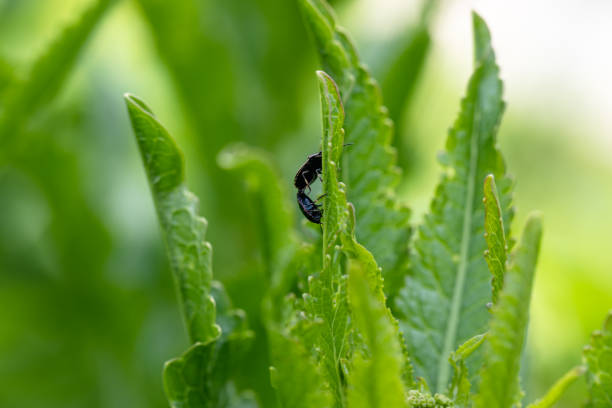 close-up flea beetle black insect with dung on leaf