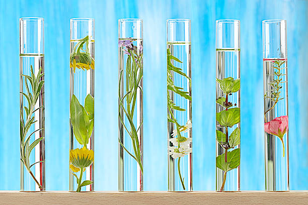 istock medicinal plants and flowers  in test tubes with blue background 186957073
