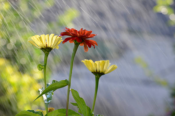 istock Three flowers in the rain 186957316