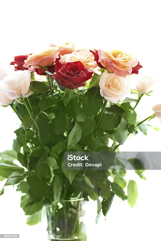 Buquê de lindas rosas vermelhas e brancas - Foto de stock de Beleza natural - Natureza royalty-free