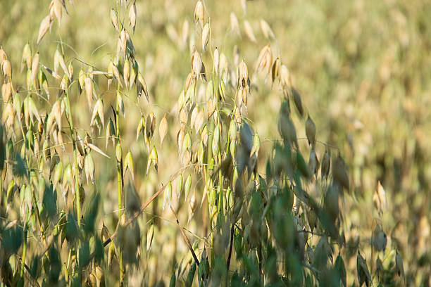 오츠 귀 2 - wheat whole wheat close up corn on the cob 뉴스 사진 이미지