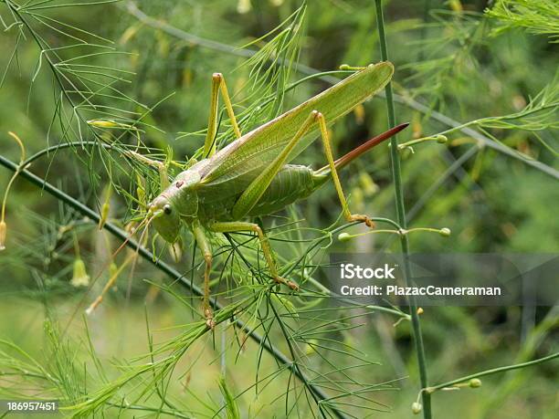 Gafanhotoverde Grande - Fotografias de stock e mais imagens de Animal - Animal, Antena - Parte do corpo animal, Ao Ar Livre