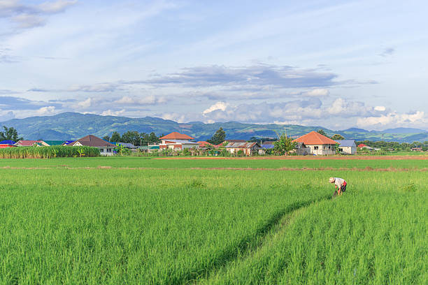 agricoltore - developing countries farmer rice paddy asia foto e immagini stock