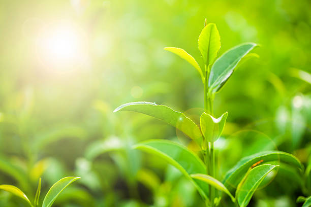istock Tea plantations in Thailand. 186957763