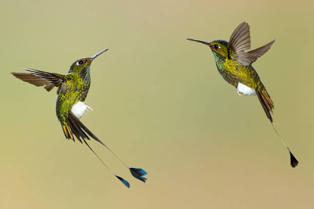 istock Booted Racket-tail Hummingbirds Having a Dispute 186957999
