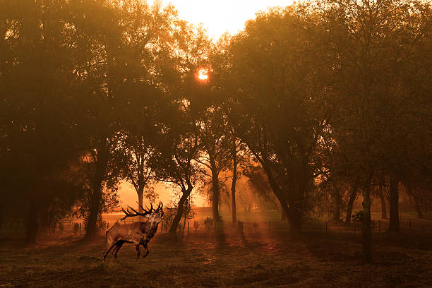 istock Deer in autumn forest at sunrise 186958199