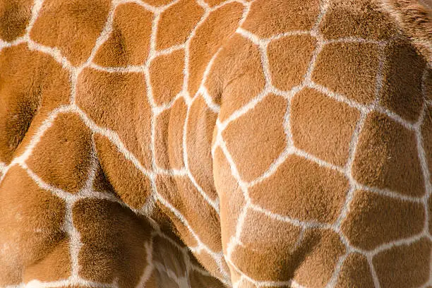 Photo of Background pattern of giraff skin