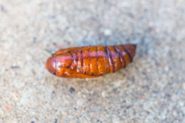 istock Pupa moth from the family owlet moths Noctuidae 1869583169